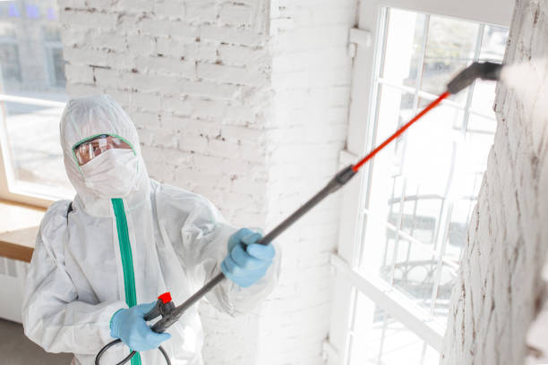 Reliable Del Rio, TX Mold Removal Solutions